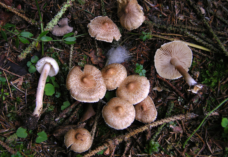 Inocybe.